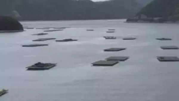 養殖カキの生産量7割減　高水温や少雨の影響　岡山県