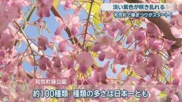 約100種類の藤の花が見頃　和気町の藤公園で「藤まつり」　満開は4月いっぱい　岡山