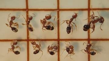 水島港国際コンテナターミナルで約3100匹のヒアリ確認　岡山・倉敷市