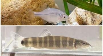 岡山の2大希少淡水魚を見よう！アユモドキとスイゲンゼニタナゴが競演　岡山