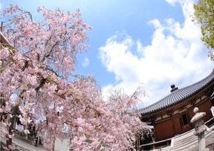 一宮寺で桜まいり　3月下旬に開花か　特別な切り絵の御朱印も　高松市