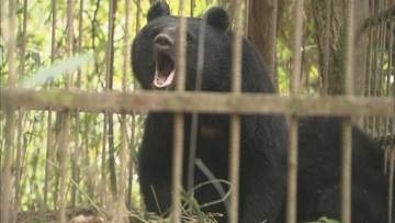 岡山県津山市でツキノワグマの痕跡を発見　市が注意喚起　2026年度市内で９件目の出没情報