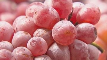 香川県産ブドウ使用のワイン仕込み始まる　早摘みのブドウをあえて多めに…スッキリとした味わい目指す　さぬき市