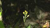 「小豆島で希少な山野草が見頃　山あいや岩場で静かに花を咲かせる　香川」の画像1