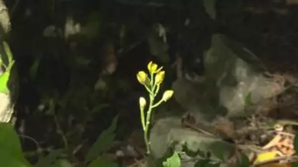 小豆島で希少な山野草が見頃　山あいや岩場で静かに花を咲かせる　香川
