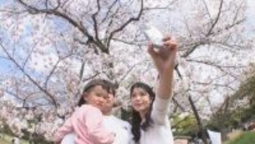 高松市の「栗林公園」は桜が満開に咲き誇り多くの花見客でにぎわう