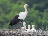 「コウノトリのひな3羽　すくすく育つ　香川・まんのう町」の画像1