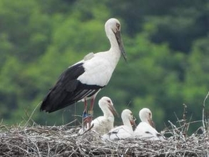 コウノトリのひな3羽　すくすく育つ　香川・まんのう町