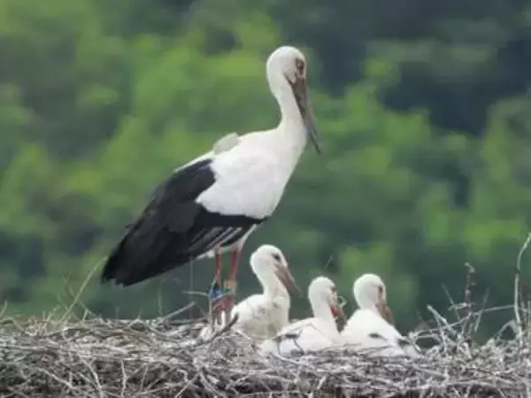 コウノトリのひな3羽　すくすく育つ　香川・まんのう町