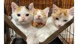 「野良猫を「愛され猫」に　不妊去勢手術費用などの寄付を募集　香川・三豊市」の画像1