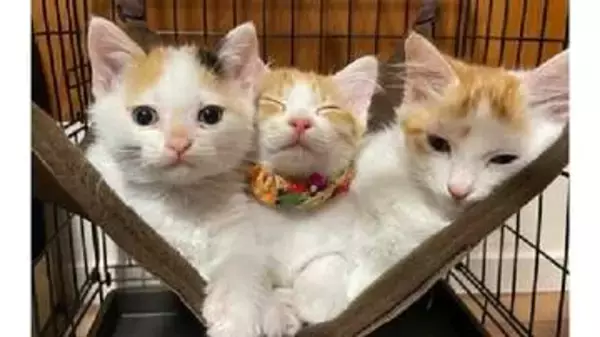 野良猫を「愛され猫」に　不妊去勢手術費用などの寄付を募集　香川・三豊市