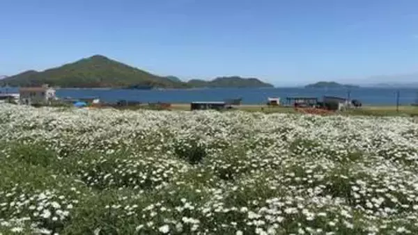 真っ白に輝くマーガレットと瀬戸内海を一望できる公園　4月24日から5月15日までは混雑緩和に運営協力金を　香川・三豊市