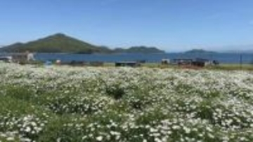 真っ白に輝くマーガレットと瀬戸内海を一望できる公園　4月24日から5月15日までは混雑緩和に運営協力金を　　香川・三豊市