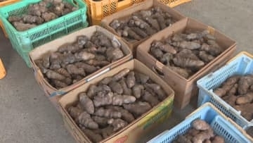 「幻のやまのいも」岡山・真庭市特産 銀沫の出荷準備　オンライン販売も