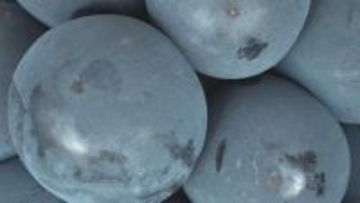 後継者を…ピオーネ栽培の講習会　開校式　岡山