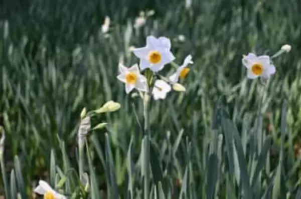 早春の花　約2万本の二ホンズイセンが見ごろ　国営讃岐まんのう公園　香川