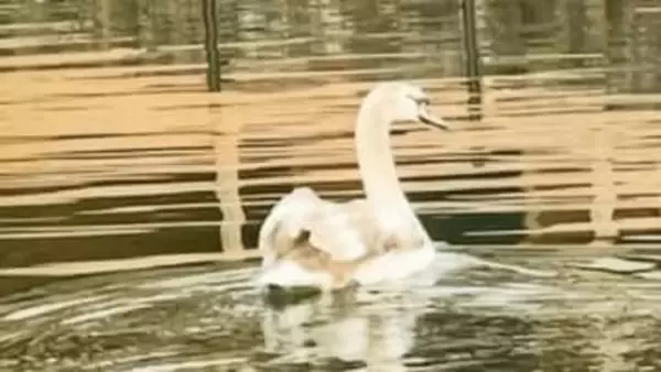 コブハクチョウの幼鳥が行方不明に 情報提供求める　大芦高原の奥池で飼育　岡山・美作市