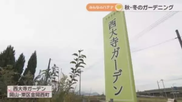 秋冬に強い植物は？花を咲かせるには？　専門家に聞く「秋・冬ガーデニング」の疑問【みんなのハテナ】