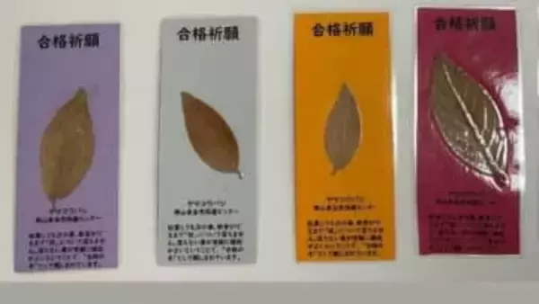 枯れても〝春まで落ちないヤマコウバシの葉でお守り　受験生を応援　岡山県の和気神社