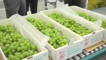 岡山県の特産品「マスカット」の出荷が始まる