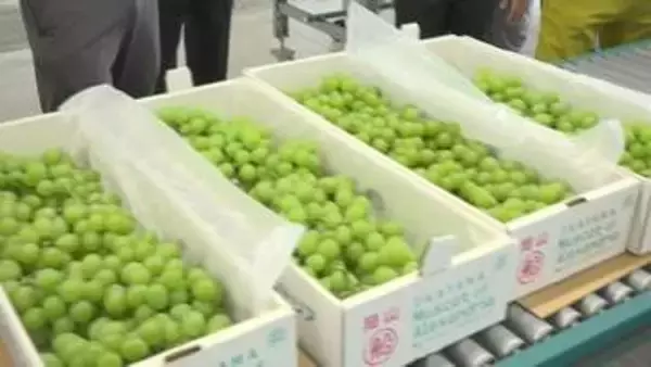 岡山県の特産品「マスカット」の出荷が始まる