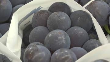 津山地域でハウス栽培したブドウの出荷始まる　甘さと酸味のバランスがよい仕上がり　岡山