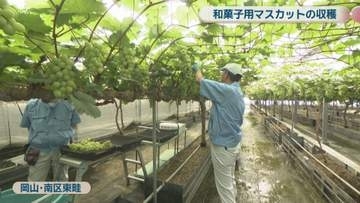 マスカット・オブ・アレキサンドリアの収獲始まる　5月から販売の人気和菓子に使用　岡山市