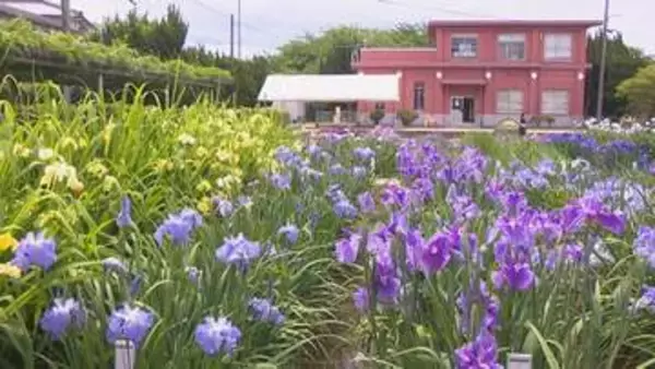 坂出市「かわつ花菖蒲園」　2026年の一般開放を最後に閉園へ　物価高騰や違法駐車の増加を背景に　香川