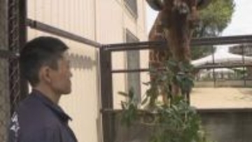 飼育員になるには？餌代はどれくらい？　動物園の飼育員に聞いてみた【みんなのハテナ】