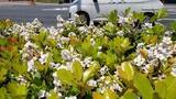 「ホコリや排ガスに強い5月の花　道路の植え込みなどでシャリンバイが咲く」の画像1