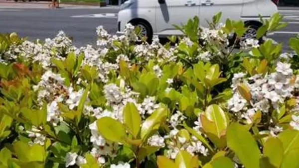ホコリや排ガスに強い5月の花　道路の植え込みなどでシャリンバイが咲く