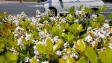 ホコリや排ガスに強い5月の花　道路の植え込みなどでシャリンバイが咲く