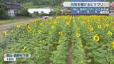 「被災地に元気を届ける　鏡野町でヒマワリ約1000本が見頃　種は福島の団体へ　岡山」の画像1