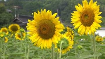 被災地に元気を届ける　鏡野町でヒマワリ約1000本が見頃　種は福島の団体へ　岡山