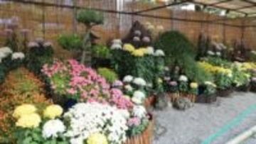 高松市菊花展競技会の受賞作品が決定　玉藻公園で11月17日まで展示