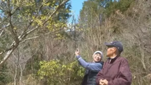 新見市の天然記念物　アテツマンサクが見ごろ　岡山