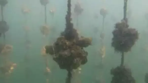 カキ養殖事業者への支援など　高松市が臨時の補正予算案を議会に提案　14日に採決へ