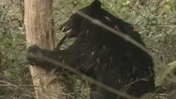 2026年4月採用　ツキノワグマの出没対応にあたる専門指導員を募集　岡山県