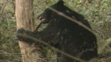 2026年4月採用　ツキノワグマの出没対応にあたる専門指導員を募集　岡山県