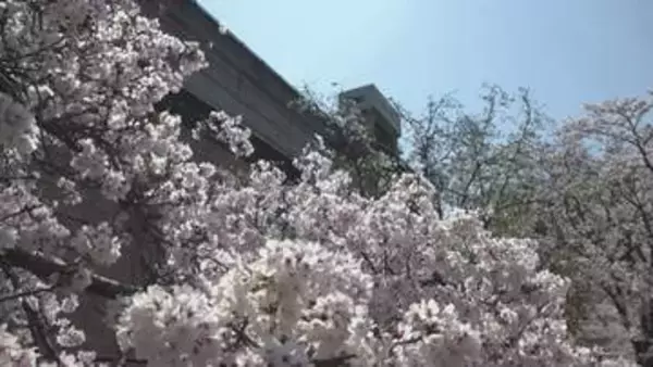 殿川ダム周辺はのどかな春景色　約110本のサクラが見ごろ　香川・小豆島町