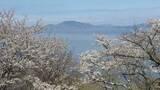 「見下ろすと広がる桜と海の絶景　伊吹島で「桜まつり」　香川・観音寺市」の画像1