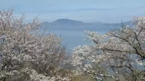 見下ろすと広がる桜と海の絶景　伊吹島で「桜まつり」　香川・観音寺市