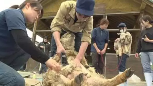 見た目もさっぱり！高校生が羊の毛刈り体験「とても細くなっててびっくり」　岡山市