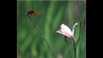 日本最小のハッチョウトンボ　ヒイゴ池湿地で確認　岡山・総社市