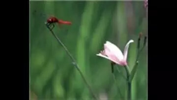 日本最小のハッチョウトンボ　ヒイゴ池湿地で確認　岡山・総社市