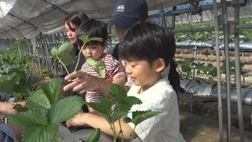 イチゴの苗約1500本　子どもたちが植え付けに挑戦　「たくさん収穫してジャムにしたい」　香川・土庄町