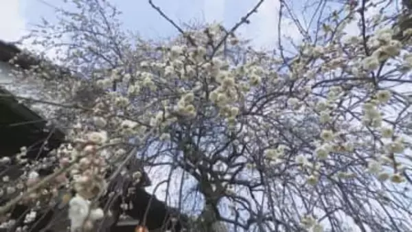 空から降り注ぐよう…「しだれ梅」が早くも見頃　2026年は寒暖差が激しく1月下旬から咲き始める　香川・綾川町