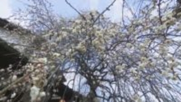 空から降り注ぐよう…「しだれ梅」が早くも見頃　2026年は寒暖差が激しく1月下旬から咲き始める　香川・綾川町