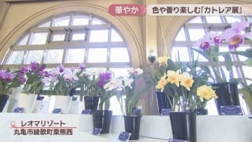レオマリゾートで「ランの女王」カトレア展　華やかな姿と香りを楽しんだら「蘭カフェ」でティーセットも　香川・丸亀市