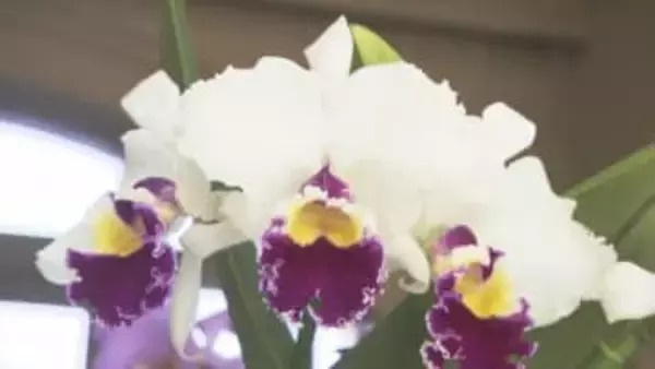 レオマリゾートで「ランの女王」カトレア展　華やかな姿と香りを楽しんだら「蘭カフェ」でティーセットも　香川・丸亀市